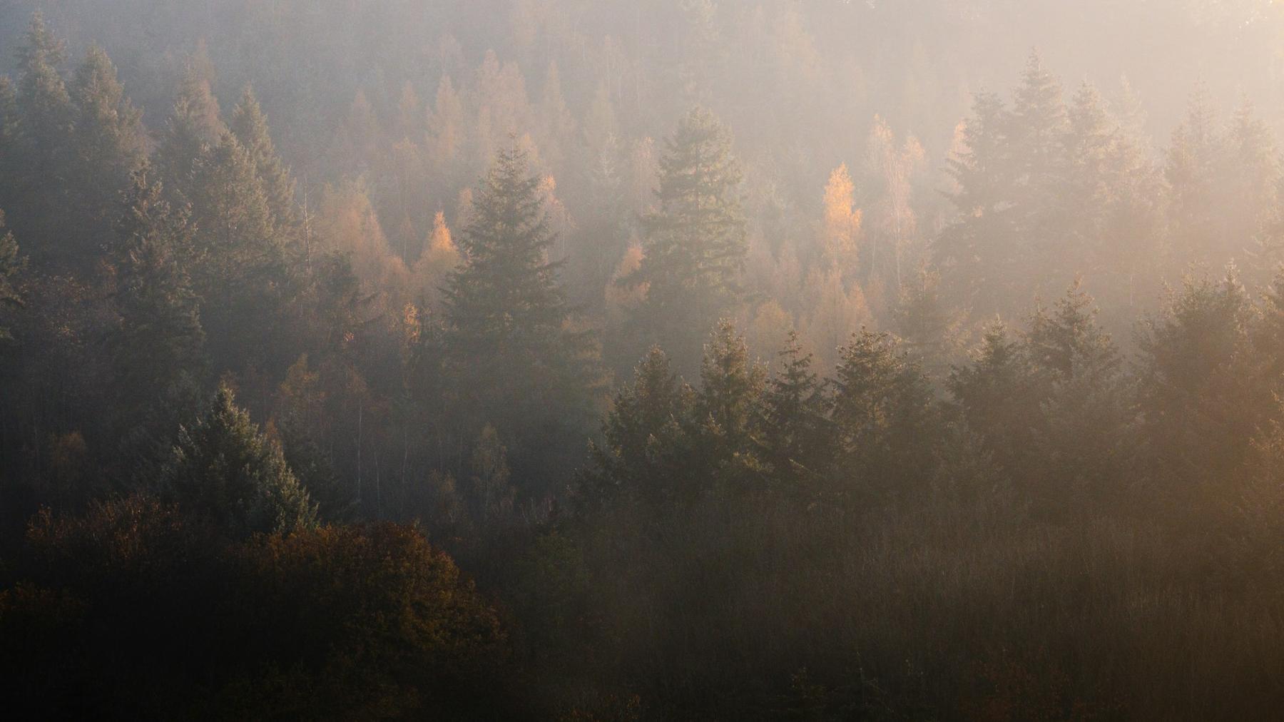 Sumuinen metsärinne lämpimässä valossa